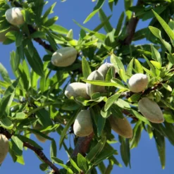 Amandier Aï Bio - Prunus Dulcis